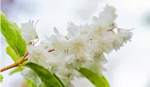 Deutzie rugeuse 'Plena'