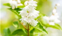 Deutzie rugeuse 'Plena'