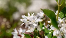 Zwergdeutzie 'Yuki Snowflake'