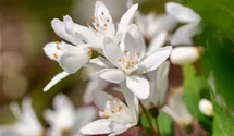 Zwergdeutzie 'Yuki Snowflake'