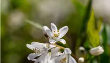 Zwergdeutzie 'Yuki Snowflake'