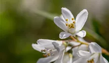 Zwergdeutzie 'Yuki Snowflake'