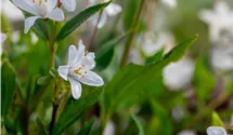 Zwergdeutzie 'Yuki Snowflake'