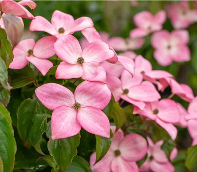Cornus florida 'Rubra' Cornus florida 'Rubra'