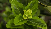 Fusain du Japon 'Aureomarginatus'