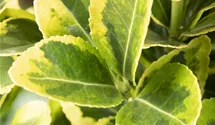 Fusain du Japon 'Aureomarginatus'