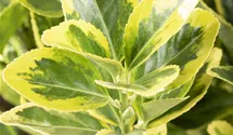 Fusain du Japon 'Aureomarginatus'