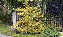 Fusain du Japon 'Aureomarginatus'