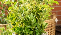 Fusain du Japon 'Aureomarginatus'
