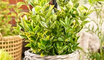 Fusain du Japon 'Aureomarginatus'
