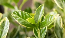Fusain du Japon 'Aureomarginatus'