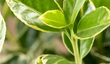 Fusain du Japon 'Aureomarginatus'