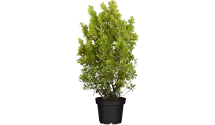 Gelbbunte Japanspindel 'Aureopictus'
