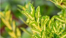 Gelbbunte Japanspindel 'Aureopictus'