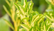 Gelbbunte Japanspindel 'Aureopictus'