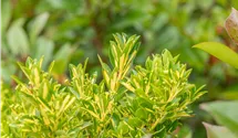 Gelbbunte Japanspindel 'Aureopictus'