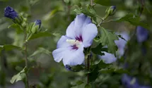 Althéa 'Oiseau Bleu'