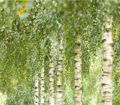 Betula utilis 'Doorenbos' Betula utilis 'Doorenbos'
