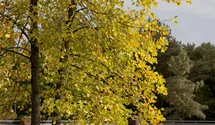 -10m/Tulpenba./Blüte gelb/jaune/6-7