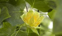 -10m/Tulpenba./Blüte gelb/jaune/6-7