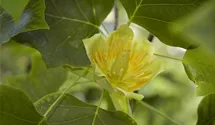 -10m/Tulpenba./Blüte gelb/jaune/6-7