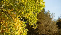 -10m/Tulpenba./Blüte gelb/jaune/6-7
