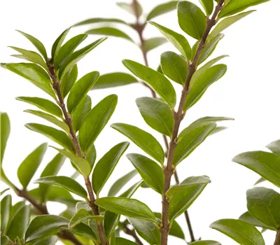 Lonicera nitida 'Maigrün' Lonicera nitida 'Maigrün'