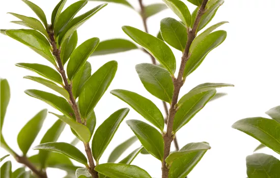 Lonicera nitida 'Maigrün' Lonicera nitida 'Maigrün'