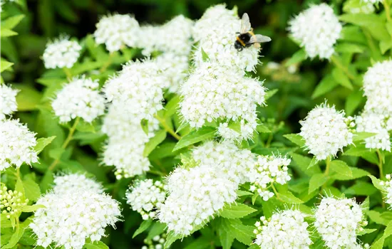 Spiraea japonica 'Albiflora' 