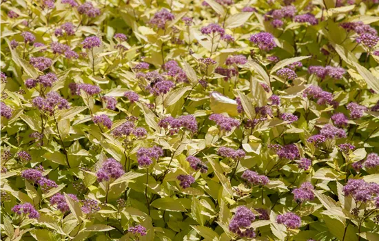 Spiraea japonica 'Golden Princess' 