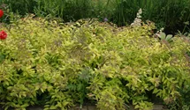 Spiere 'Golden Princess'