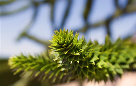 Araucaria araucana 