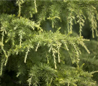 Cedrus deodara 'Golden Horizon' Cedrus deodara 'Golden Horizon'