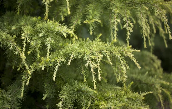 Cedrus deodara 'Golden Horizon' Cedrus deodara 'Golden Horizon'