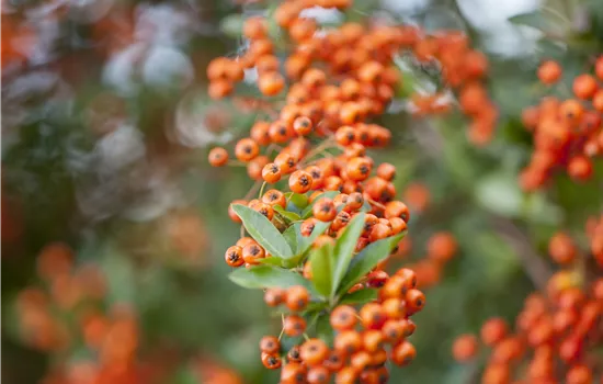 Pyracantha 'Saphyr Orange' 