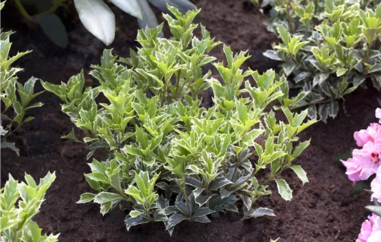 Osmanthus heterophyllus  Osmanthus heterophyllus