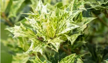 Osmanthe à feuilles variables 'Goshiki'