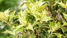 Osmanthe à feuilles variables 'Goshiki'