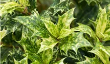 Osmanthe à feuilles variables 'Goshiki'
