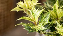 Osmanthe à feuilles variables 'Goshiki'