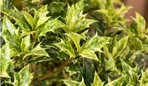 Osmanthe à feuilles variables 'Goshiki'