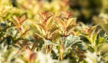 Osmanthe à feuilles variables 'Goshiki'