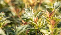 Osmanthe à feuilles variables 'Goshiki'