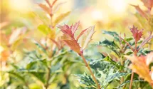 Osmanthe à feuilles variables 'Goshiki'