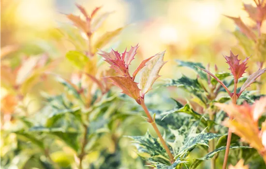 Osmanthus heterophyllus 'Goshiki'  Osmanthus heterophyllus 'Goshiki'