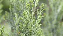 Cyprès de Lawson 'Ellwoodii'