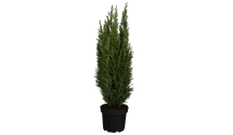 Cyprès de Lawson 'Ellwoodii'