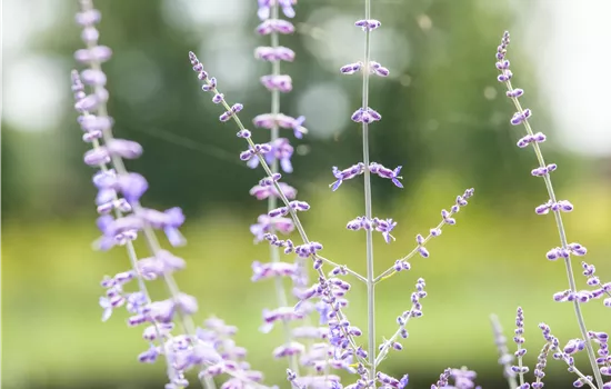 Perovskia atriplicifolia 'Blue Spire'  Perovskia atriplicifolia 'Blue Spire'