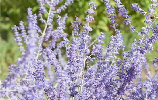 Perovskia atriplicifolia 'Little Spire' Perovskia atriplicifolia 'Little Spire'