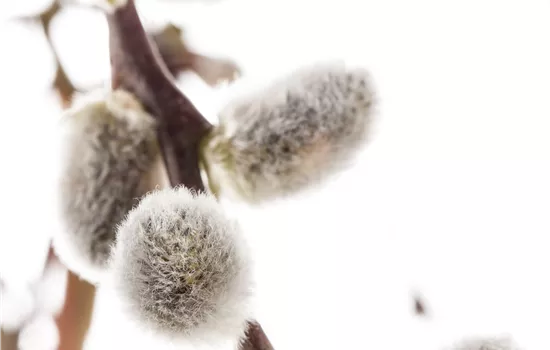 Salix caprea  Salix caprea